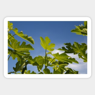 Fig Leaves Sticker